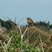 Merle d'Amérique (turdus migratorius) sous réserve