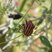 Punaise arlequin, Graphosoma italicum