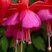 Fuschia vivace "colibri"