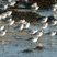 Bécasseaux sanderling