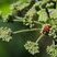 Coccinelle asiatique