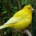 Canari chanteur