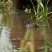 Gallinule poule d'eau