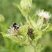 Bourdon et Syrphe ceinturé sur une fleur de Cirse maraîcher