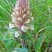 Orobanche couleur d'améthyste