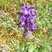 Orchis bouffon (anacamptis morio)