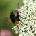 Tachina grossa