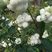 Symphorine blanche, Symphoricarpos albus