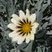 Gazania