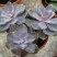 Cheveria