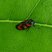 Cercope sanguin - Cercopis vulnerata