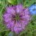 Nigella sativa (Nigelle cultivée)