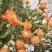 Leucospermum caroline