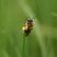 Andrena sp.