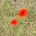 Coquelicot