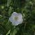 Liseron des Haies : Calystegia sepium