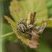 Araneus diadematus Vs Stethophyma grossum