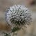 Echinops sphaerocephalus - la fleur