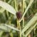 Eclosion d'une fleur de Phragmite