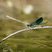 Calopteryx splendens