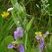 Ophrys abeille (Ophrys apifera)