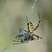 Argiope bruennichi femelle