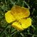 Bouton d'or. Ranunculus acris