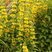 Lysimachia