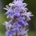 Fleurs de vitex