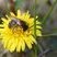 Colletes sp. - sous réserve