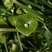 Claytonia perfoliata