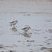 Bécasseaux sanderling - sous réserve