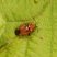 Deraeocoris ruber