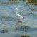 Aigrette garzette