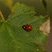 Coccinelle asiatique