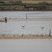 Mouettes rieuses pataugeant dans des anciennes salines