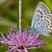 Plebejus argus