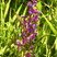 anacamptis laxiflora