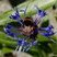 Bombus sp. sur Bleuet