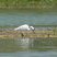 Aigrette garzette