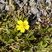 Potentille tormentille - Potentilla erecta - sous réserve