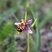 Orchidée abeille - Ophrys apifera