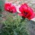 Pavot orientale - papaver bracteatum