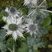 Eryngium giganteum