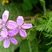 Erodium à feuilles de cigüe