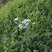 Achillea millefolium