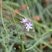 Fleur inconnue des dunes