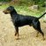 German Pinscher