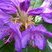 Fleurs de rhododendron ponticum