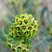 Fleur d'euphorbe characias